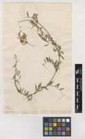 Filed as Vicia nissoliana L. [family FABACEAE]