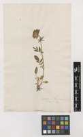 Filed as Anthyllis vulneraria L. [family FABACEAE]