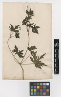 Filed as Geranium sibiricum L. [family GERANIACEAE]