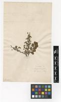 Filed as Spiraea hypericifolia L. [family ROSACEAE]