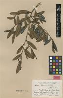 Isotype of Annona ekmanii R.E.Fr. [family ANNONACEAE]