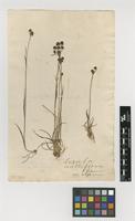 Filed as Luzula multiflora (Ehrh.) Lej. var. alpina (Hoppe) Willk. [family JUNCACEAE]