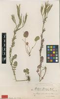 Type of Barbarea bosniaca Murb. [family BRASSICACEAE]