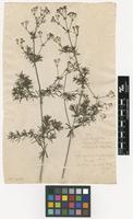 Filed as Galium glaucum L. [family RUBIACEAE]