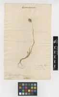 Filed as Cynosurus echinatus L. [family POACEAE]
