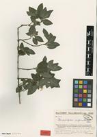 Type of Pseudodicliptera sulfureolilacina Benoist [family ACANTHACEAE]