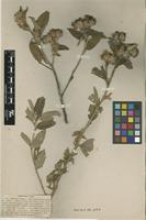 Isotype of Melhania didyma Eckl. & Zeyh. [family MALVACEAE]