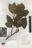 Isotype of Bhesa nitidissima Kosterm. [family CENTROPLACACEAE]