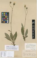 Neotype of Hieracium extensiforme Dahlst. [family ASTERACEAE]