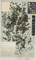 Type of Mimosa comosa Sw. [family FABACEAE]