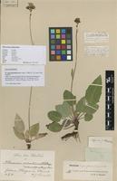 Lectotype of Hieracium nigroglandulosum Lönnr. [family ASTERACEAE]