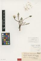 Paratype of Taraxacum helvicarpum Dahlst. [family ASTERACEAE]