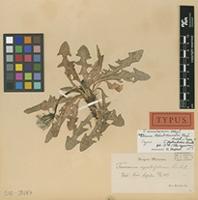 Holotype of Taraxacum insularum G.E.Haglund [family ASTERACEAE]
