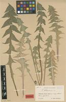 Isolectotype of Taraxacum latissimum Palmgr. [family ASTERACEAE]