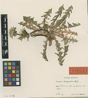 Holotype of Taraxacum leucopodum G.E.Haglund [family ASTERACEAE]