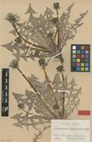 Isolectotype of Taraxacum longisquameum H.Lindb. [family ASTERACEAE]