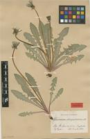 Isolectotype of Taraxacum obliquilobum Dahlst. [family ASTERACEAE]