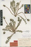 Isolectotype of Taraxacum oblongatum Dahlst. [family ASTERACEAE]