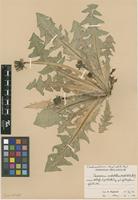 Isolectotype of Taraxacum ochrochlorum G.E.Haglund [family ASTERACEAE]