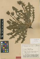 Isolectotype of Taraxacum plicatum Dahlst. [family ASTERACEAE]
