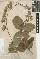Filed as Petrea volubilis L. [family VERBENACEAE]