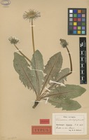 Lectotype of Taraxacum stictophyllum Dahlst. [family ASTERACEAE]