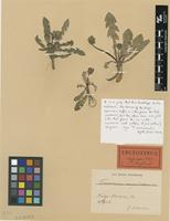 Lectotype of Taraxacum unguilobum Dahlst. [family ASTERACEAE]