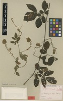 Syntype of Serjania comata Radlk. [family SAPINDACEAE]
