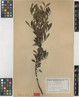 Isotype of Guioa crenulata Radlk. [family SAPINDACEAE]