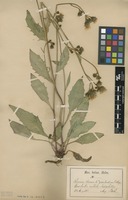 Syntype of Hieracium dovrense Fr. subsp. groenlandicum Almq. [family ASTERACEAE]