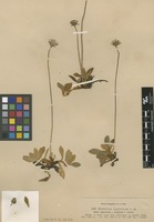 Syntype of Hieracium hypeuryum Peter f. calvum Nägeli & Peter [family ASTERACEAE]