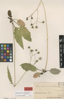 Isolectotype of Hieracium silvaticum (L.) Gouan subsp. submaculosum Dahlst. [family ASTERACEAE]