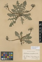 Syntype of Taraxacum croceiflorum Dahlst. [family ASTERACEAE]