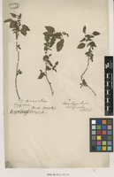Filed as Acalypha poiretii Spreng. [family EUPHORBIACEAE]