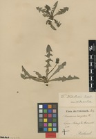 Syntype of Taraxacum nordstedtii Dahlst. [family ASTERACEAE]