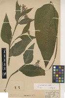 Filed as Symphytum × uplandicum Nyman [family BORAGINACEAE]