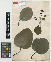 Type of Cordia myxa L. [family BORAGINACEAE]