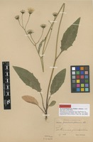 Lectotype of Hieracium diaphanum Fr. var. pseudodiaphanum Dahlst. [family ASTERACEAE]
