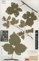 Lectotype of Rubus lindblomii C.G.Westerl. f. umbrosus C.G.Westerl. [family ROSACEAE]