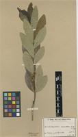 Type of Dichapetalum venenatum Engl.&Gilg [family DICHAPETALACEAE]