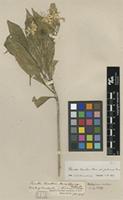 Type of Pavetta bowkeri Harv. [family RUBIACEAE]