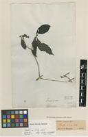 Type of Pavetta villosa Vahl [family RUBIACEAE]