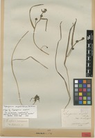 Type of Sparganium erectum L. var. boreale Laest. [family SPARGANIACEAE]