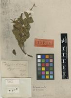 Type of Ziziphus helvola Sond. [family RHAMNACEAE]