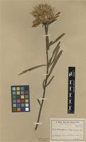 Type of Protea baumii Engl. & Gilg [family PROTEACEAE]