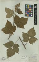 Lectotype of Rubus wahlbergii Arrh. [family ROSACEAE]