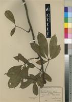 Bombax rhodognaphalon in Global Plants on JSTOR