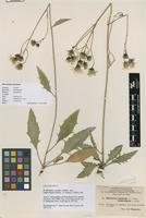 Lectotype of Hieracium dissimile (Lindeb.) Dahlst. var. subporrigens Dahlst. [family ASTERACEAE]