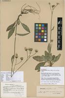 Lectotype of Hieracium petrophilum Lönnr. [family ASTERACEAE]