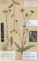 Lectotype of Hieracium saxifragum Fr. var. gigantocybe Dahlst. [family ASTERACEAE]
